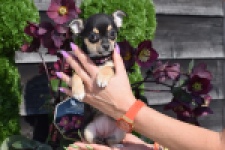 Chihuahua (teef) 39605