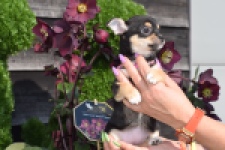 Chihuahua (teef) 39605