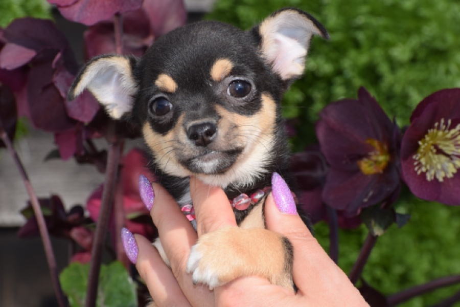 Chihuahua (teef) 39605