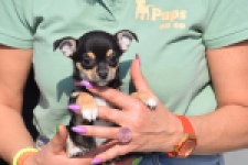 Chihuahua (teef) 39605