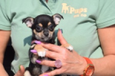 Chihuahua (teef) 39605
