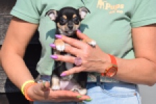 Chihuahua (teef) 39605