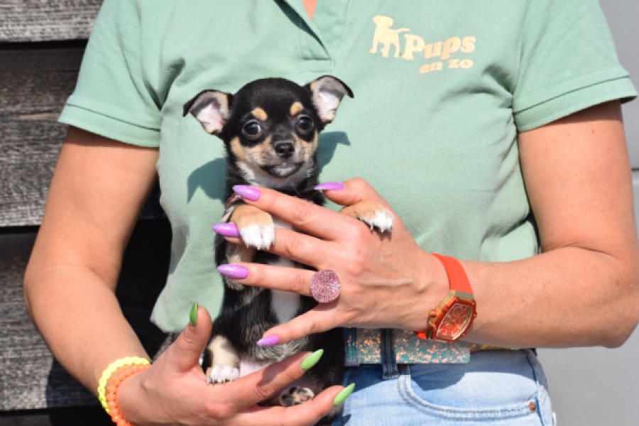 Chihuahua (teef) 39605