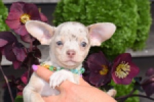 Chihuahua (reu) 41044