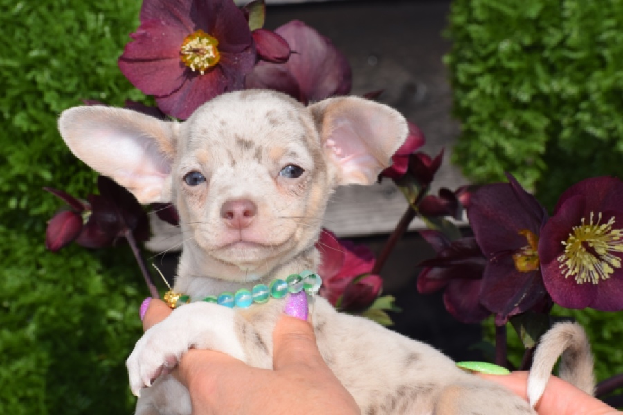 Chihuahua (reu) 41044