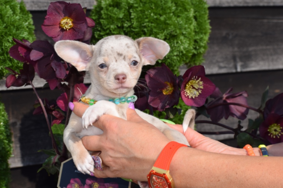 Chihuahua (reu) 41044