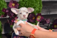 Chihuahua (reu) 41044