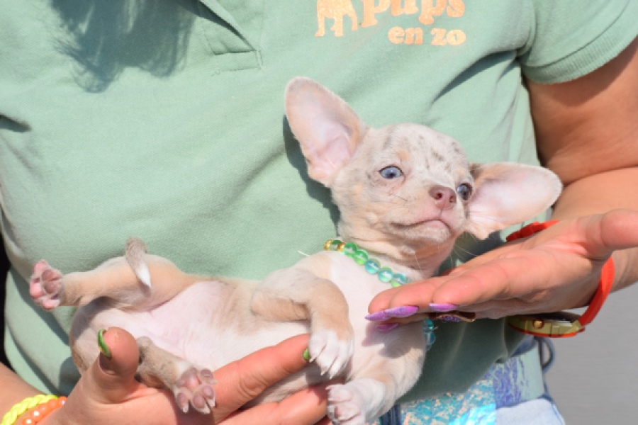 Chihuahua (reu) 41044