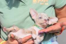 Chihuahua (reu) 41044