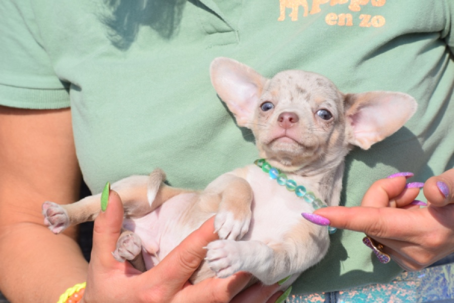 Chihuahua (reu) 41044