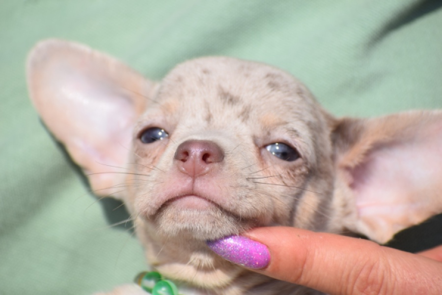 Chihuahua (reu) 41044