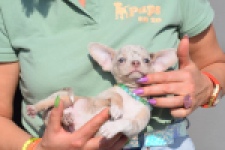 Chihuahua (reu) 41044