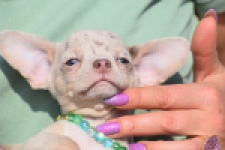 Chihuahua (reu) 41044