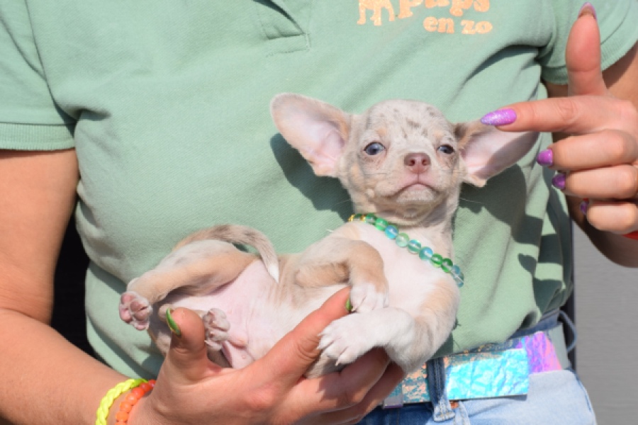 Chihuahua (reu) 41044