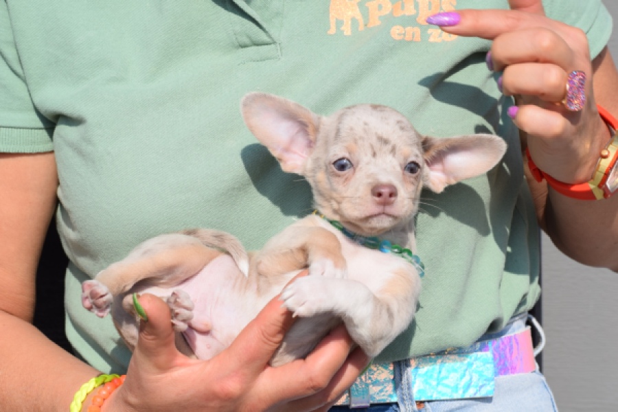 Chihuahua (reu) 41044