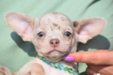 Chihuahua (reu) 41044