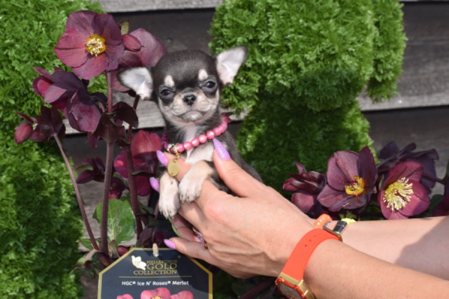 Chihuahua (teef) 41064