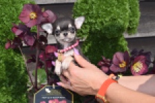 Chihuahua (teef) 41064