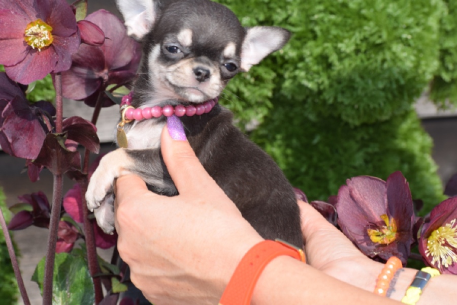 Chihuahua (teef) 41064