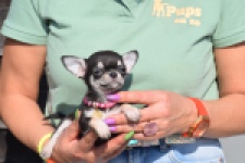 Chihuahua (teef) 41064