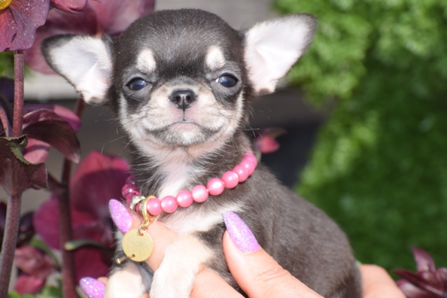 Chihuahua (teef) 41064