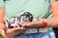 Chihuahua (teef) 41064