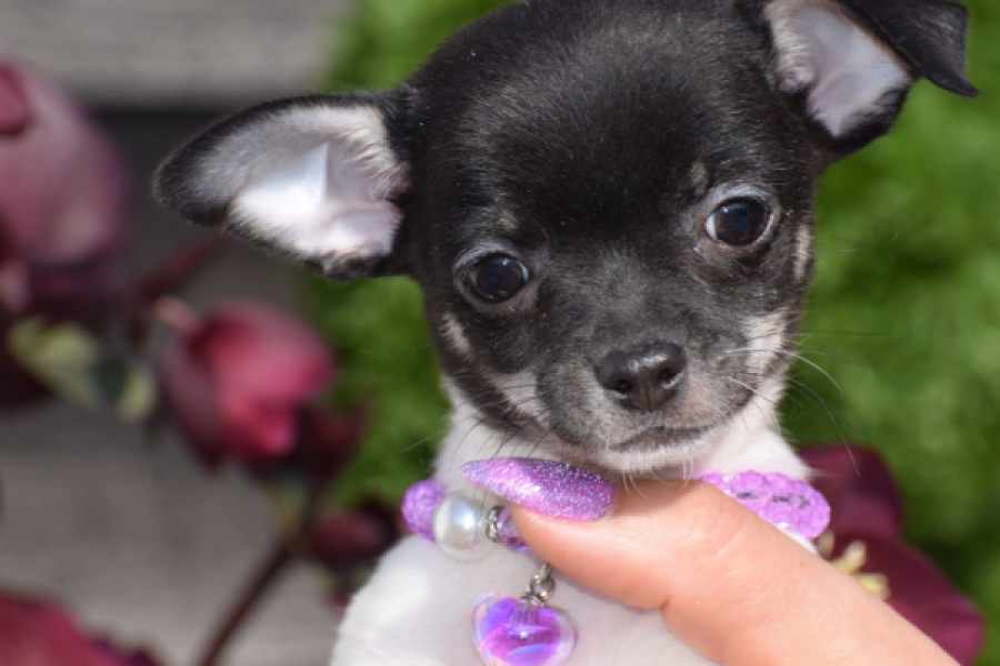 Chihuahua (teef) 41025