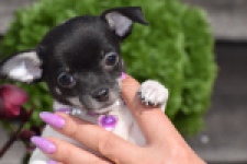 Chihuahua (teef) 41025