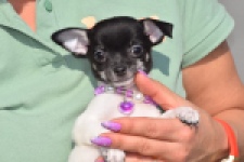 Chihuahua (teef) 41025