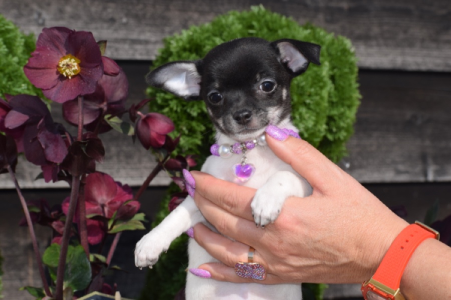 Chihuahua (teef) 41025