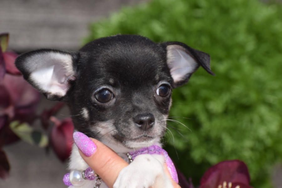 Chihuahua (teef) 41025