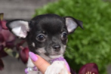 Chihuahua (teef) 41025