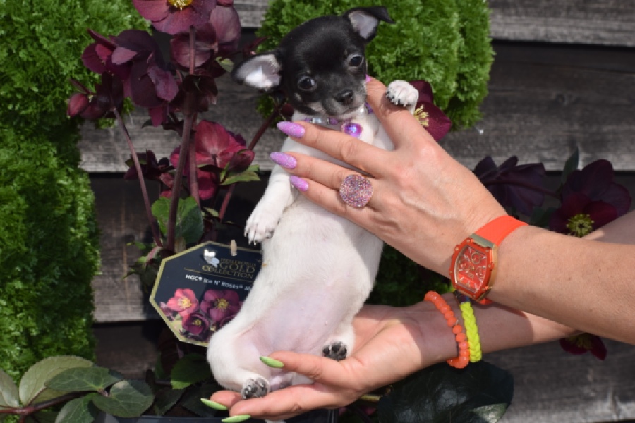 Chihuahua (teef) 41025