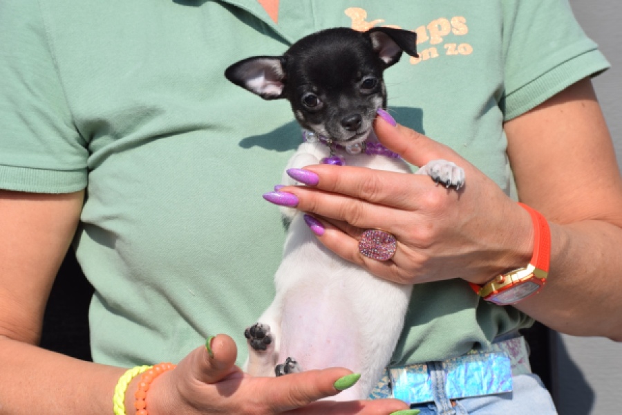 Chihuahua (teef) 41025