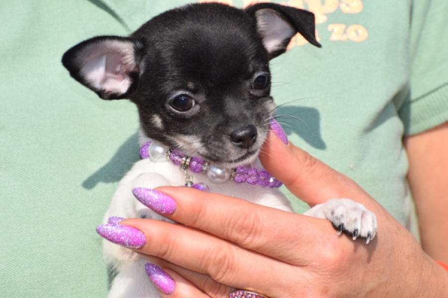 Chihuahua (teef) 41025