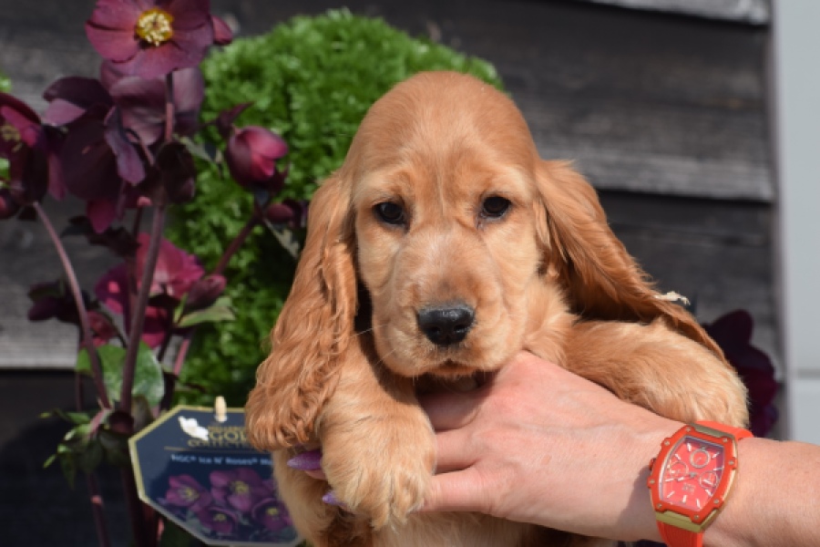 Epagneul Cocker Anglais (teef) 24570