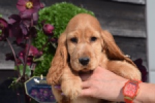 Epagneul Cocker Anglais (teef) 24570