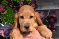 Epagneul Cocker Anglais (teef) 24570