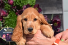 Epagneul Cocker Anglais (teef) 24570