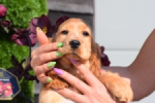 Epagneul Cocker Anglais (teef) 24570