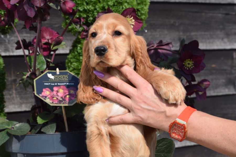 Epagneul Cocker Anglais (teef) 24570