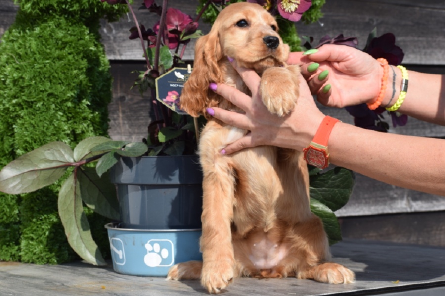 Epagneul Cocker Anglais (teef) 24570