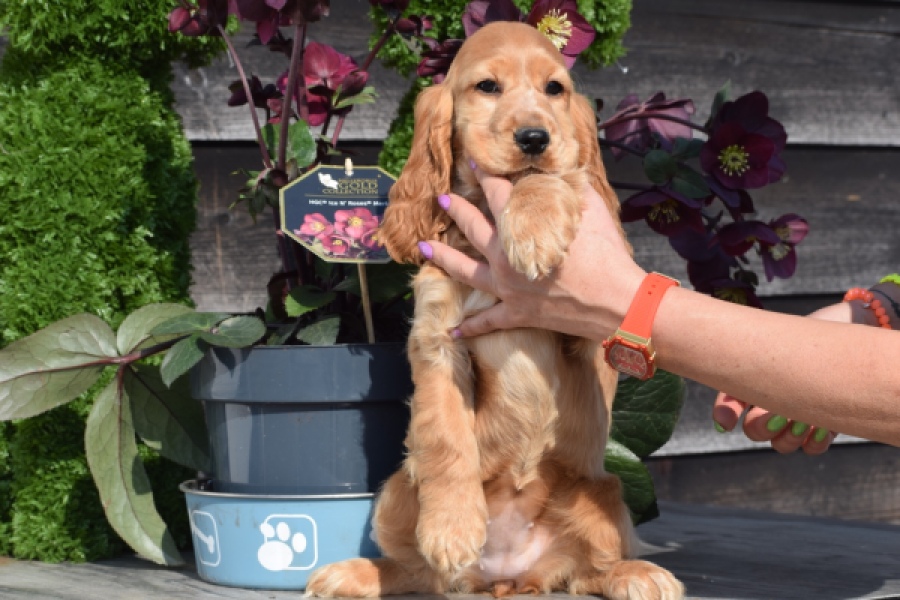 Epagneul Cocker Anglais (teef) 24570