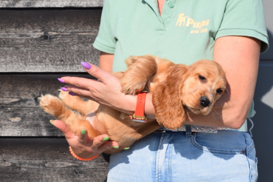 Epagneul Cocker Anglais (teef) 24570