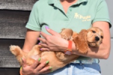 Epagneul Cocker Anglais (teef) 24570