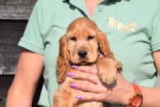 Epagneul Cocker Anglais (teef) 24570