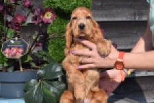 Epagneul Cocker Anglais (reu) 24455