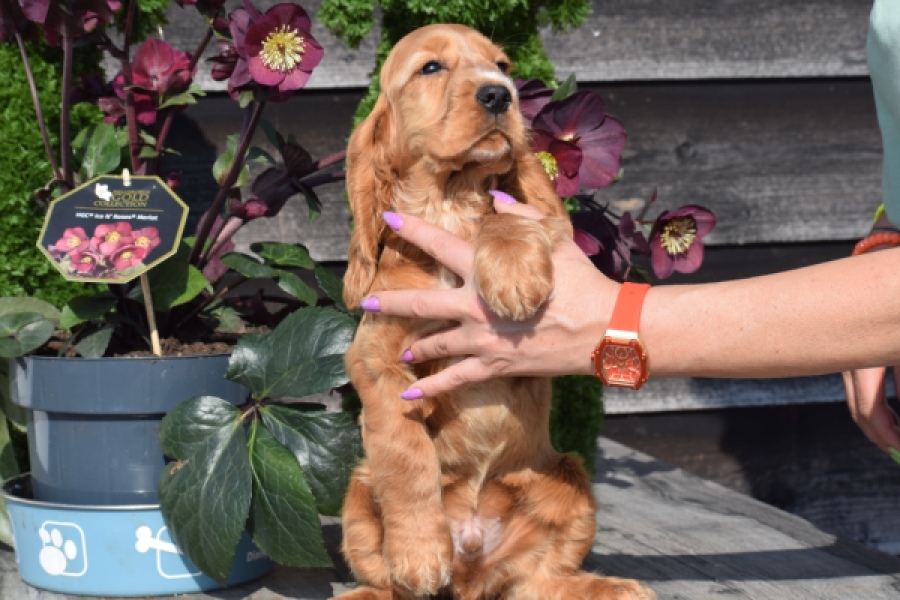 Epagneul Cocker Anglais (reu) 24455