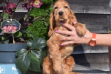 Epagneul Cocker Anglais (reu) 24455