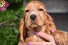 Epagneul Cocker Anglais (reu) 24455